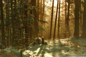 Утро зимнего леса